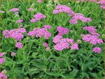 Achillea millefolium &#39;Pretty Belinda&#39; | Duizendblad | Gewöhnliche Schafgarbe