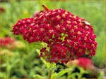 Achillea millefolium 'Red Velvet' | Duizendblad | Gewöhnliche Schafgarbe