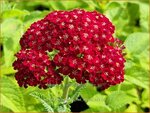 Achillea millefolium 'Red Velvet' | Duizendblad | Gewöhnliche Schafgarbe