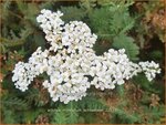 Achillea millefolium 'Schneetaler' | Duizendblad | Gew&ouml;hnliche Schafgarbe