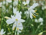 Anthericum liliago