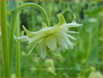 Aquilegia vulgaris 'Greenapples' | Akelei | Gew&ouml;hnliche Akelei