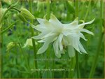 Aquilegia vulgaris 'Greenapples' | Akelei | Gew&ouml;hnliche Akelei