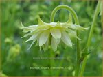 Aquilegia vulgaris 'Greenapples' | Akelei | Gew&ouml;hnliche Akelei