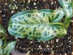 Arum italicum 'Marmoratum' | Aronskelk | Italienischer Aronstab