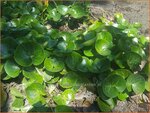 Asarum europaeum | Mansoor, Hazelwortel, Wilde gember | Gew&ouml;hnliche Haselwurz