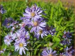 Aster cordifolius 'Blue Heaven' | Hartbladaster, Aster | Herzbl&auml;ttrige Schleier-Aster