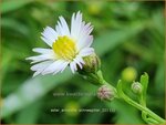 Aster ericoides 'Schneegitter' | Heideaster, Sluieraster, Aster | Heide-Aster