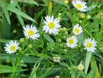 Aster ericoides 'Schneegitter' | Heideaster, Sluieraster, Aster | Heide-Aster