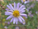 Aster laevis 'Anneke van der Jeugd' | Gladde aster, Aster | Glatte Aster