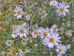 Aster laevis 'Anneke van der Jeugd' | Gladde aster, Aster | Glatte Aster