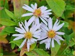 Aster lateriflorus 'Chloe' | Gladde aster, Aster | Glatte Aster