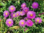 Aster novi-belgii 'Patricia Ballard' | Nieuw-Nederlandse aster, Herfstaster, Aster | Glattblatt-Aster