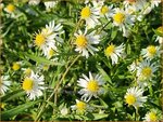 Aster tradescantii | Kleinbloemige aster, Aster | Waagerechte Herbst-Aster