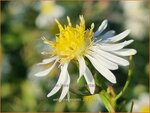 Aster tradescantii | Kleinbloemige aster, Aster | Waagerechte Herbst-Aster