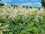Astilbe 'Brautschleier' | Pluimspirea, Spirea | Prachtspiere