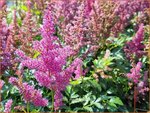 Astilbe 'Mainz' | Pluimspirea, Spirea | Prachtspiere