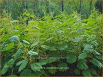 Boehmeria platanifolia | Valse netel | Scheinbrennessel