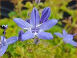 Campanula garganica 'Senior' | Garganoklokje, Klokjesbloem | Polster-Glockenblume