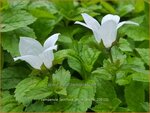 Campanula lactiflora 'White Pouffe' | Klokjesbloem | Dolden-Glockenblume