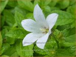Campanula lactiflora 'White Pouffe' | Klokjesbloem | Dolden-Glockenblume