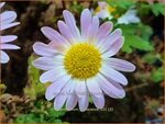 Chrysanthemum 'L'Innocence' | Tuinchrysant, Chrysant | Herbstchrysantheme