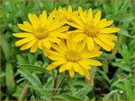Chrysopsis speciosa 'Golden Sunshine' | Goudaster | Zottiges Goldauge