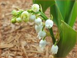 Convallaria majalis 'Doreen' | Lelietje-van-dalen | Gew&ouml;hnliches Maigl&ouml;ckchen