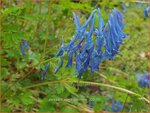 Corydalis elata 'Spinners' | Helmbloem | Hoher Lerchensporn