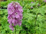 Delphinium 'Astolat' | Ridderspoor | Rittersporn