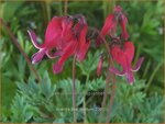 Dicentra 'Red Fountain' | Gebroken hartje, Tranend hartje | Herzblume