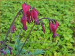 Dicentra 'Red Fountain' | Gebroken hartje, Tranend hartje | Herzblume