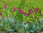 Dicentra 'Red Fountain' | Gebroken hartje, Tranend hartje | Herzblume