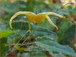Epimedium 'Andr&eacute; Charlier' | Elfenbloem | Elfenblume