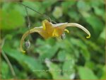 Epimedium 'Andr&eacute; Charlier' | Elfenbloem | Elfenblume