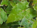 Epimedium 'Andr&eacute; Charlier' | Elfenbloem | Elfenblume