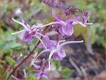 Epimedium grandiflorum 'Lilafee' | Elfenbloem | Gro&szlig;bl&uuml;tige Elfenblume