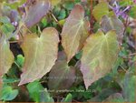 Epimedium grandiflorum 'Lilafee' | Elfenbloem | Gro&szlig;bl&uuml;tige Elfenblume