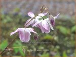Epimedium 'Sasaki' | Elfenbloem | Elfenblume