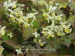 Epimedium versicolor 'Neosulphureum' | Elfenbloem | Schwefelfarbige Elfenblume