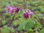 Epimedium youngianum 'Beni-kujaku' | Elfenbloem | Zierliche Garten-Elfenblume
