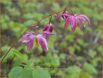 Epimedium youngianum 'Beni-kujaku' | Elfenbloem | Zierliche Garten-Elfenblume