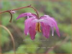 Epimedium youngianum 'Beni-kujaku' | Elfenbloem | Zierliche Garten-Elfenblume