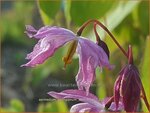 Epimedium youngianum 'Beni-kujaku' | Elfenbloem | Zierliche Garten-Elfenblume