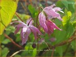 Epimedium youngianum 'Beni-kujaku' | Elfenbloem | Zierliche Garten-Elfenblume