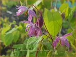 Epimedium youngianum 'Beni-kujaku' | Elfenbloem | Zierliche Garten-Elfenblume