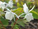Epimedium youngianum 'Niveum'