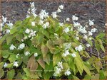 Epimedium youngianum 'Niveum'