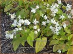 Epimedium youngianum 'Niveum'