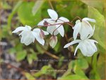 Epimedium youngianum 'Niveum'